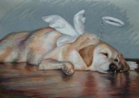 Angel Dog Portrait