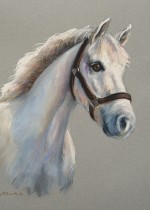 Horse Pony Portrait